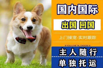 德宏傣族宠物托运公司德宏傣族宠物托运公司德宏傣族宠物托运公司